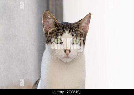 Jeune chat blanc animal avec des points noirs sur le nez, portrait d'intérieur. Visage d'animal en gros plan Banque D'Images