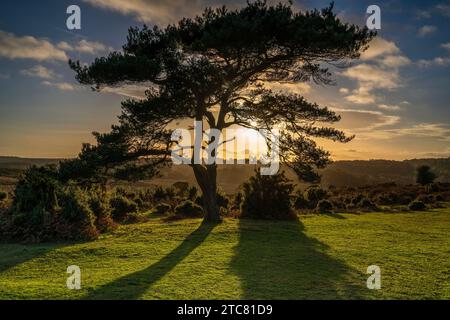 Coucher de soleil sur un pin solitaire à Bratley View pendant l'automne dans le parc national de New Forest dans le Hampshire, Angleterre, Royaume-Uni Banque D'Images