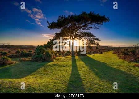 Coucher de soleil sur un pin solitaire à Bratley View pendant l'automne dans le parc national de New Forest dans le Hampshire, Angleterre, Royaume-Uni Banque D'Images