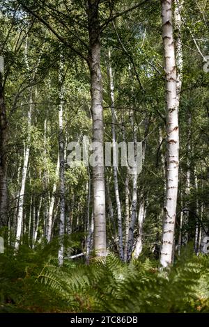 Bouleau argenté poussant dans les bois près d'Arne dans Dorset Banque D'Images