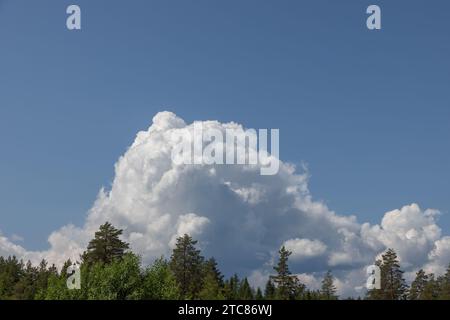 Un nuage cumulus blanc tourbillonnant s'élève au-dessus des cimes des arbres à feuilles persistantes contre un ciel bleu d'été, formant un arrière-plan naturel de forêt en Norvège. Banque D'Images