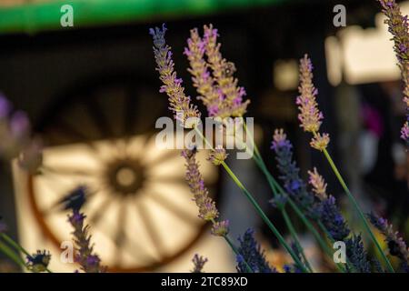 Floraison Lavande (Lavandula angustifolia) fleurs dans le jardin. Roue en bois antique en arrière-plan. Gros plan. Détails Banque D'Images