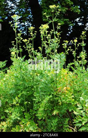 Le lovage (Levisticum officinale) est une plante vivace comestible originaire du sud-est de l'Europe et du sud-ouest de l'Asie. Banque D'Images