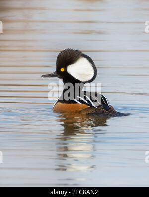 Homme à crête Hooded Merganser nageant dans l'eau avec réflexion Banque D'Images