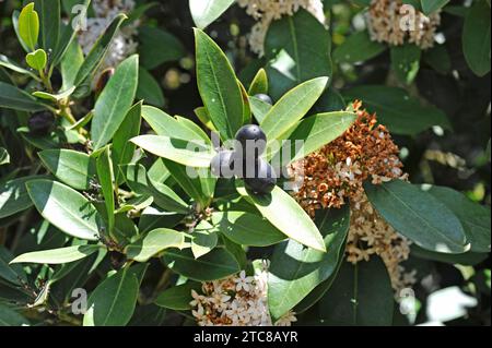 Le doux-d'hiver africain ou poison d'Hottentot (Acokanthera spectabilis ou Acokanthera oblongifolia) est un petit arbre toxique originaire d'Afrique australe. F Banque D'Images