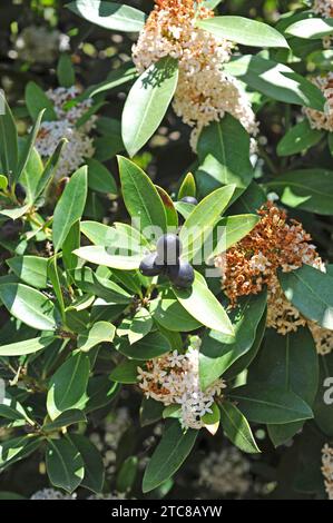 Le doux-d'hiver africain ou poison d'Hottentot (Acokanthera spectabilis ou Acokanthera oblongifolia) est un petit arbre toxique originaire d'Afrique australe. F Banque D'Images