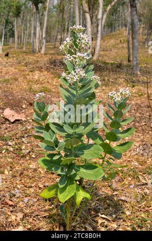 Le pommier ou arbre à caoutchouc de Sodom (Caloptropis procera) est un arbuste toxique ou un petit arbre originaire du nord de l'Afrique et du sud-ouest de l'Asie. Cette photo était ta Banque D'Images