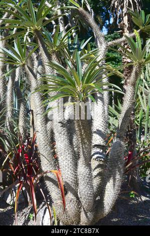 Le palmier de Madagascar (Pachypodium lamerei) est un succulent arbre épineux endémique à Madagascar. Banque D'Images