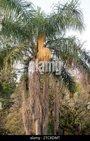 Le palmier à feuilles (Syagrus romanzoffiana) est un palmier originaire d'Amérique du Sud (Brésil, Argentine, Paraguay et Uruguay). Ses fruits sont comestibles. Cette photo était Banque D'Images