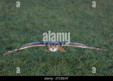 Un hibou majestueux s'élevant gracieusement à travers un paysage rural. Banque D'Images