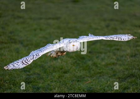 Un hibou majestueux s'élevant gracieusement à travers un paysage rural. Banque D'Images