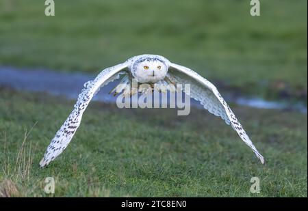 Un hibou majestueux s'élevant gracieusement à travers un paysage rural. Banque D'Images