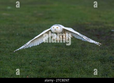 Un hibou majestueux s'élevant gracieusement à travers un paysage rural. Banque D'Images