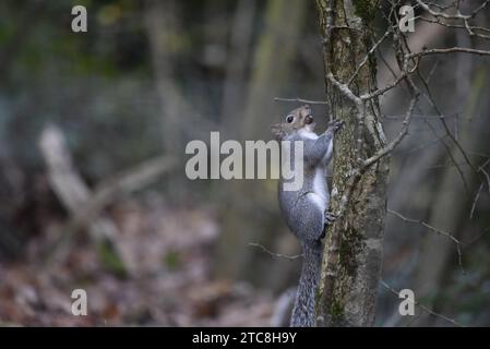 Avant-plan droit image d'un écureuil gris (Sciurus carolinensis) grimpant un tronc d'arbre à droite de l'image, avec un gland dans sa bouche, prise au Royaume-Uni Banque D'Images