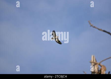 Buzzard commun (Buteo buteo) volant de gauche à droite avec des ailes étalées, des marques ensoleillées en dessous, prises contre un ciel d'automne bleu dans le centre du pays de Galles, Royaume-Uni Banque D'Images