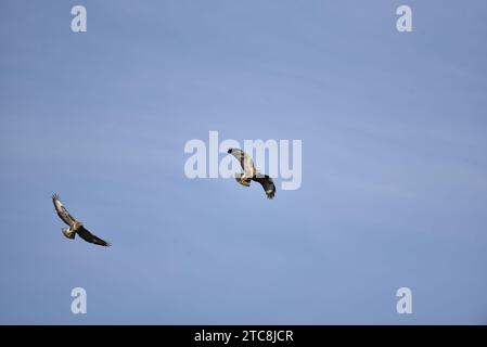 Deux buzzards communs (Buteo buteo) volant de gauche de l'image, ensoleillé en dessous, contre un ciel bleu en automne dans le centre du pays de Galles, Royaume-Uni Banque D'Images