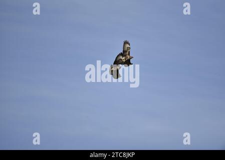 Deux buzzards communs (Buteo buteo) volant de gauche à droite ensemble, Centre supérieur de l'image, Wings Spread et Tips Up, prises en automne dans le centre du pays de Galles, Royaume-Uni Banque D'Images