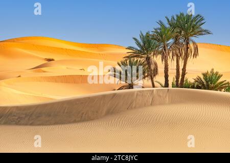 Palmiers dattiers (Phoenix dactylifera) dans les dunes de sable balayées par le vent de l'Erg Chebbi dans le désert du Sahara près de Merzouga, Drâa-Tafilalet, Errachidia, Maroc Banque D'Images