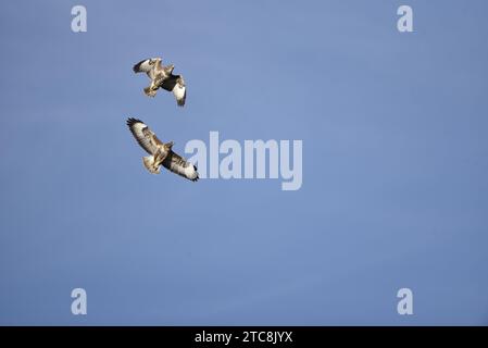 Deux buzzards communs ensoleillés (Buteo buteo) volant l'un au-dessus de l'autre vers la caméra, à gauche de l'image, prise dans le centre du pays de Galles, Royaume-Uni en novembre Banque D'Images