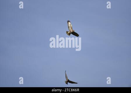 Deux buzzards communs (Buteo buteo) volant l'un au-dessus de l'autre, milieu de l'image, s'élevant vers le haut et illuminé par le soleil, pris au pays de Galles, Royaume-Uni en novembre Banque D'Images