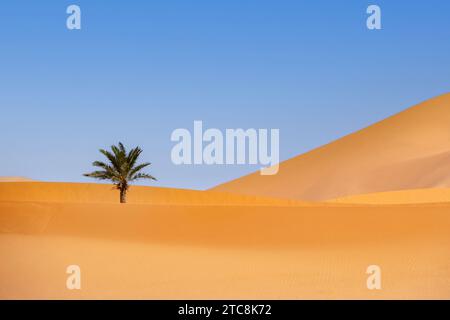 Palmier dattier (Phoenix dactylifera) dans la dune de sable balayée par le vent de l'Erg Chebbi dans le désert du Sahara près de Merzouga, Drâa-Tafilalet, Errachidia, Maroc Banque D'Images