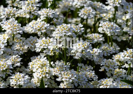 Fleurs candytuft (Iberis sempervirens) fleurissant abondamment dans un jardin. Banque D'Images