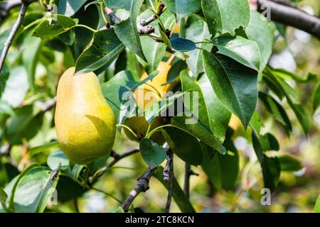 Voyage en Géorgie - fruit mûr de poire jaune sur brindille de poirier dans le verger à Kakheti le jour ensoleillé de l'automne Banque D'Images