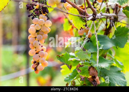 Voyage en Géorgie - bouquet ensoleillé de raisins roses mûrs se rapprochent dans le vignoble de Kakheti le jour de l'automne Banque D'Images