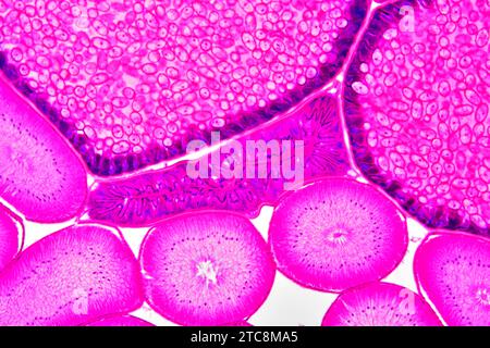 Ascaris lumbricoides femelle montrant l'intestin, les ovaires et l'utérus avec des oeufs. Microscope optique X150 à 10 cm de large. Banque D'Images