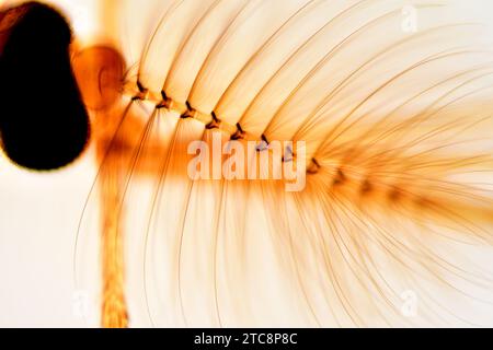 Moustique domestique mâle (Culex pipiens), tête avec antennes et œil composé. Microscope optique X150 à 10 cm de large. Banque D'Images