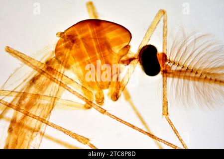 Moustique domestique mâle (Culex pipiens) montrant la tête avec des antennes, proboscis, palpes, oeil composé, thorax, jambes, vents et abdomen. Microsco léger Banque D'Images