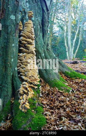 Un type de champignon de bracket poussant sur le tronc d'un arbre de Hornbeam. Banque D'Images