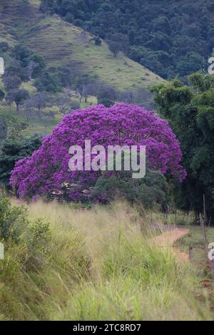 Fleur Pink Ipe (Tabebuia ipe) , Serra da Canastra, Minas Gerais State, Brésil Banque D'Images