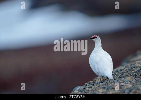 Bite de neige (Lagopus muta) en plumage hivernal, roses rouges, debout sur un sol rocheux, il reste de la neige derrière, Territoires du Nord-Ouest, Canada Banque D'Images