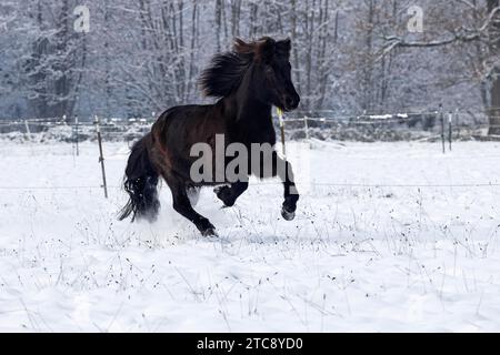 Cheval islandais (Equus islandicus) galopant sur les pâturages d'hiver dans la neige, hongre, Schleswig-Holstein, Allemagne Banque D'Images