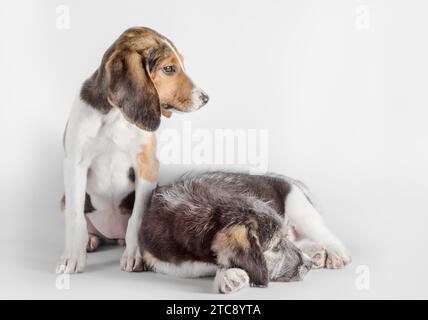 Paire de jeunes chiots mutt isolés sur fond blanc Banque D'Images