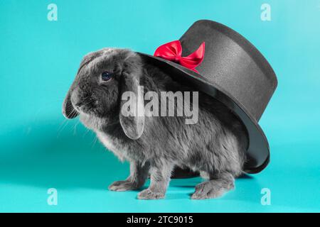 Lapin nain gris aux oreilles détourées à côté d'un chapeau de cylindre noir sur un fond turquoise Banque D'Images