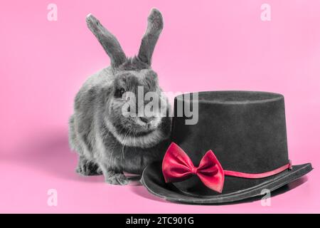 Lapin nain gris à oreilles coupées à côté d'un chapeau cylindrique noir sur un fond rose Banque D'Images