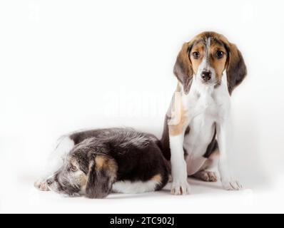 Paire de jeunes chiots mutt isolés sur fond blanc Banque D'Images