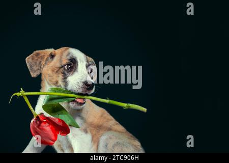 Mignon chiot piebald gardant dans les dents une fleur de tulipe à fond sombre Banque D'Images