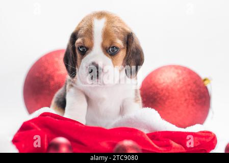 Le chiot Beagle dans le chapeau de Santa est assis près de deux boules de Noël sur un fond blanc Banque D'Images