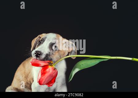 Mignon chiot piebald gardant dans les dents une fleur de tulipe à fond sombre Banque D'Images