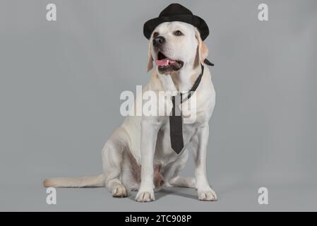 Fawn Labrador mâle dans un chapeau noir et cravate est assis sur un fond de studio gris Banque D'Images