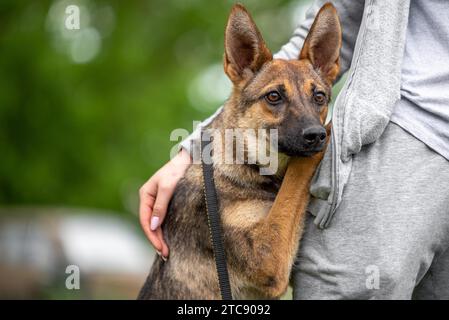 Amitié un chien brun mongrel embrasse une femme dans un survêtement gris Banque D'Images