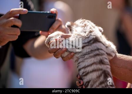 Petit petit tigre dans un zoo pour enfants Banque D'Images