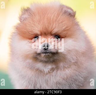 Portrait d'un chiot spitz pomeranien roux gros plan Banque D'Images