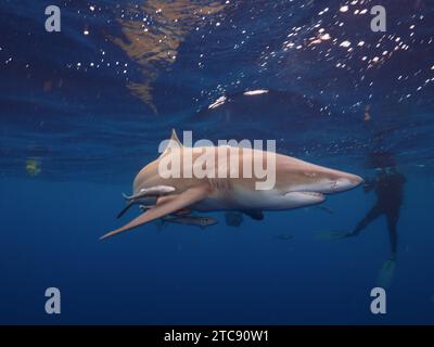 Requin citron (Negaprion brevirostris) avec gardien de navire (Echeneidae), plongeur en arrière-plan, site de plongée Lemon Drop, Riviera Beach, Floride, USA, Nord Banque D'Images