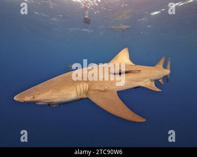 Requin citron (Negaprion brevirostris) avec hameçon dans sa bouche, site de plongée Lemon Drop, Riviera Beach, Floride, USA, Amérique du Nord Banque D'Images