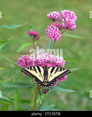 Macro d'un papillon à queue d'aronde de tigre de l'Ouest (papilio rutulus) sur une fleur d'asclépias de marécage rose. Vue de dessus avec ailes écartées ouvertes. Banque D'Images