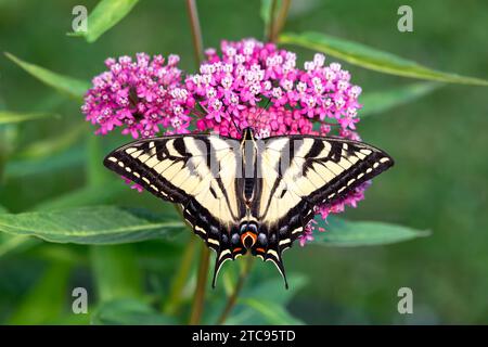 Macro d'un papillon à queue d'aronde de tigre de l'Ouest (papilio rutulus) sur une fleur d'asclépias de marécage rose. Vue de dessus avec ailes écartées ouvertes. Banque D'Images